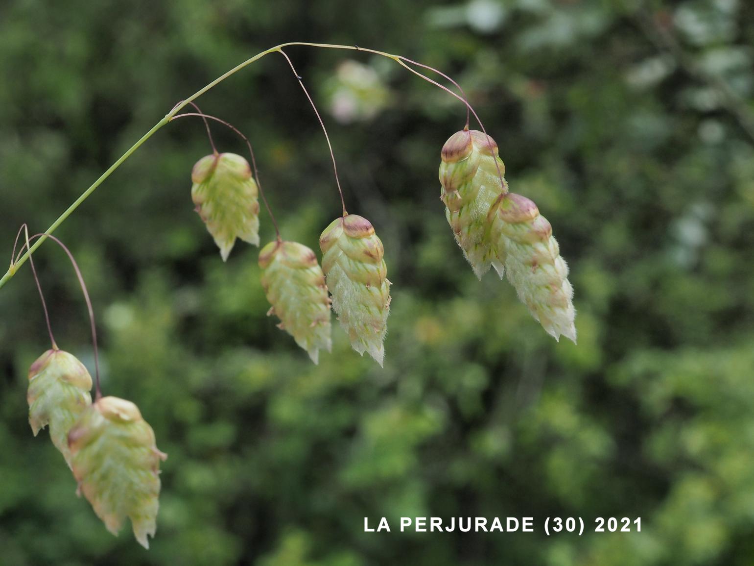 Quaking-Grass, Large